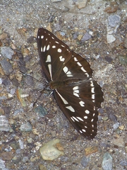 Limenitis misuji