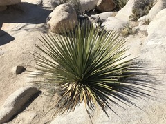 Nolineae