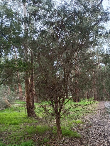 Melaleuca parvistaminea, photograph 6