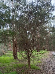Melaleuca parvistaminea, photograph (c) grampianshiker, some rights reserved (CC BY)