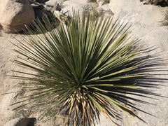 Nolineae