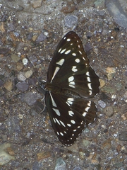 Limenitis misuji