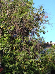 Zonotrichia leucophrys