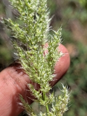 Polypogon interruptus