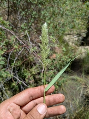 Polypogon interruptus, photograph (c) Abraham Sánchez Romero, some rights reserved (CC BY)