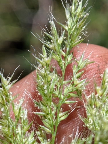Polypogon interruptus, photograph 3