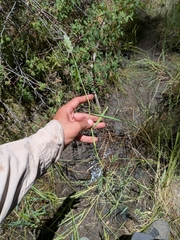 Polypogon interruptus, photograph (c) Abraham Sánchez Romero, some rights reserved (CC BY)