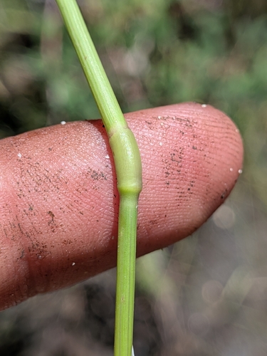 Polypogon interruptus, photograph 5
