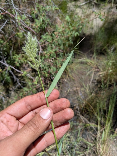 Polypogon interruptus, photograph 6
