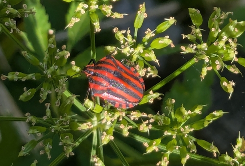 Continental Striped Shield Bug