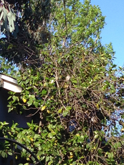 Zonotrichia leucophrys