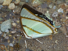 Polyura dolon