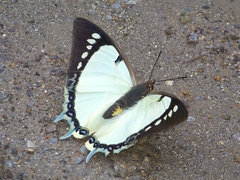 Polyura dolon