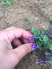 Scutellaria tuberosa