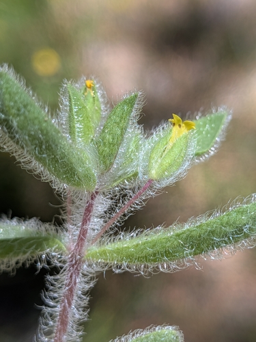 Mimetanthe pilosa, photograph 3