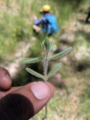 Mimetanthe pilosa, photograph (c) Abraham Sánchez Romero, some rights reserved (CC BY)