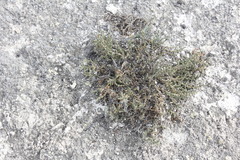 Frankenia gypsophila