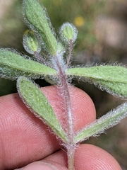 Mimetanthe pilosa, photograph (c) Abraham Sánchez Romero, some rights reserved (CC BY)