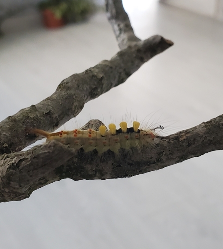 Rusty Tussock Moth