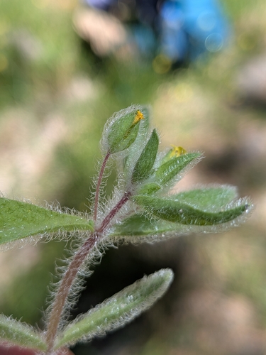 Mimetanthe pilosa, photograph 6