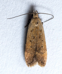 Anacampsis fullonella