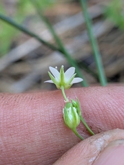 Arenaria lanuginosa, photograph (c) Abraham Sánchez Romero, some rights reserved (CC BY)