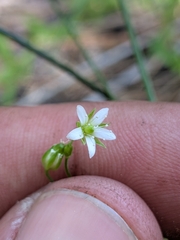 Arenaria lanuginosa, photograph (c) Abraham Sánchez Romero, some rights reserved (CC BY)