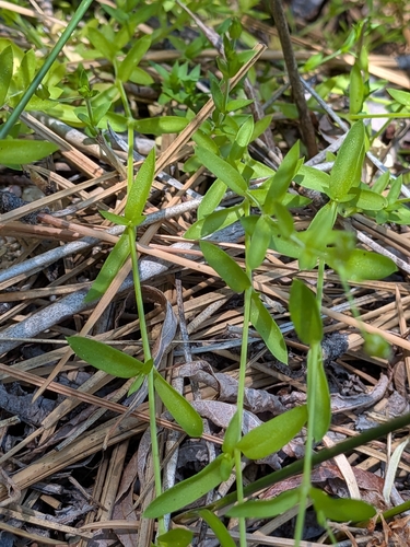 Arenaria lanuginosa, photograph 4
