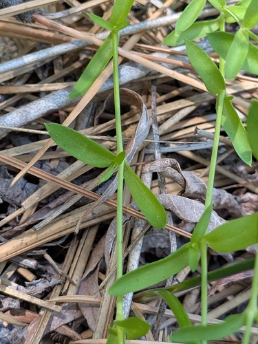 Arenaria lanuginosa, photograph 5