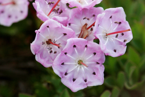 bog laurel (Kalmia polifolia)