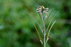 Boechera divaricarpa