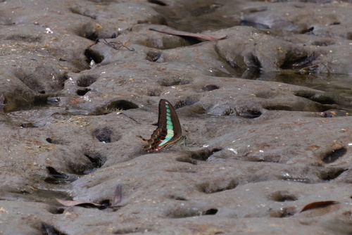 Common Bluebottle
