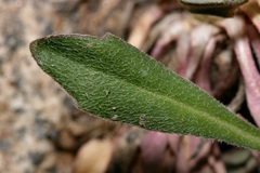 Boechera divaricarpa