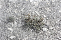 Frankenia gypsophila