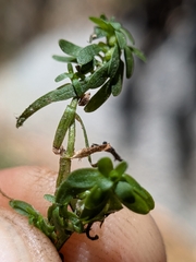Callitriche heterophylla