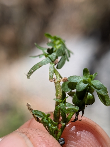 Callitriche heterophylla, photograph 2