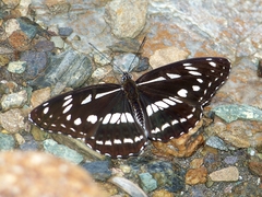 Limenitis homeyeri