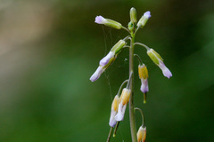 Boechera tularensis