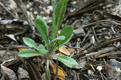 Boechera tularensis