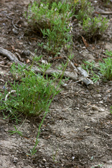 Boechera tularensis
