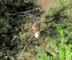 Argiope argentata