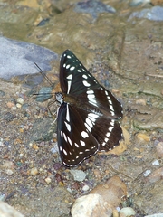 Limenitis homeyeri