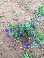 Scutellaria tuberosa