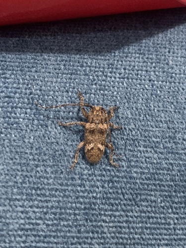 Bank's Longhorn Beetle