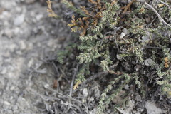 Frankenia gypsophila