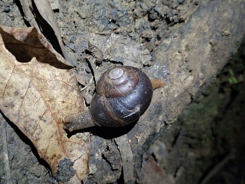 Sauroconcha gulosa observed 2026-06-18