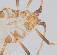 Neotoxoptera formosana