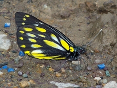 Delias sanaca