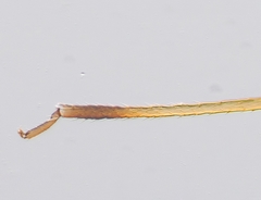 Neotoxoptera formosana