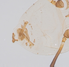 Neotoxoptera formosana